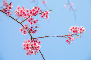 Cherry blossom flowers , sakura flowers on sky background.