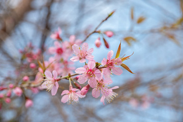 Cherry blossom flowers , sakura flowers on nature background.