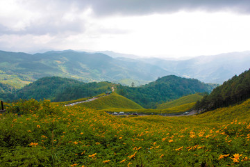Thung Bua Tong Fields at Doi Mae U-kho,Khunyuam district ,Maehongson Thailand. Mexican sunflowers bloom during November-December covered the hills 