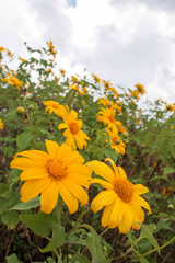 Pop up mexican sunflower in field with blue sky as a background