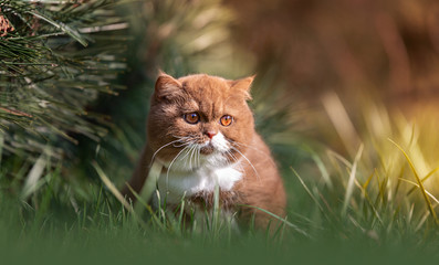 Dicke Britisch Kurzhaar Katze - Kitten sitzt auf einer Wiese im Wald