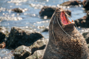 Seal at Godthul