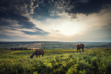 Horses grazing at a sunset with dramatic sky