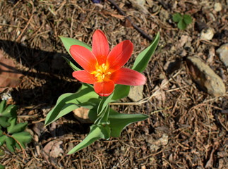 first spring tulip blooming