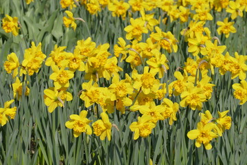 Obraz premium Gelbe Narzissen, Narzissenblüte (Narcissus Pseudonarcissus)