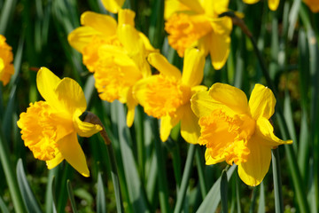 Gelbe Narzissen, Narzissenbl&uuml;te  (Narcissus Pseudonarcissus)