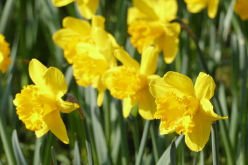 Gelbe Narzissen, Narzissenbl&uuml;te  (Narcissus Pseudonarcissus)