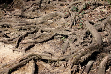Multiple visible exposed tree roots growing in various directions covered with dirt and small crawler plants on warm sunny spring day