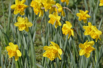 Obraz premium Gelbe Narzissen, Narzissenblüte (Narcissus Pseudonarcissus)