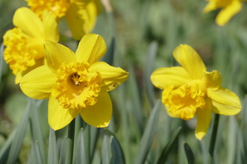 Gelbe Narzissen, Narzissenblüte  (Narcissus Pseudonarcissus)