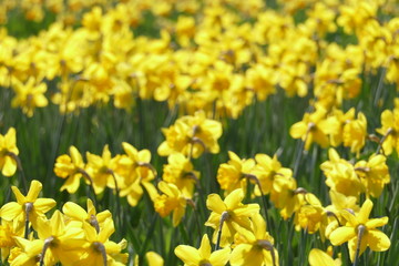 Fototapeta premium Gelbe Narzissen, Narzissenblüte (Narcissus Pseudonarcissus)