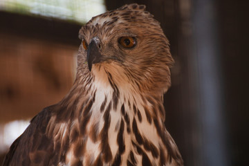 portrait of a hawk.