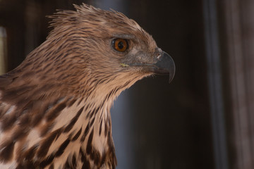portrait of a hawk.