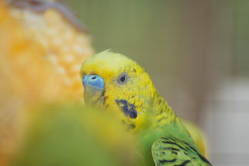 portrait of parakeets on a corn.