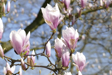 Fototapeta na wymiar Rosa Magnolienblüten auf Baumzweigen ,Deutschland