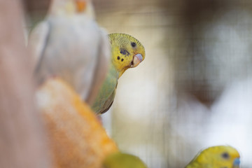 portrait of parakeets on a corn.