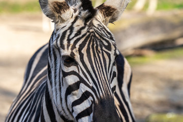 Obraz na płótnie Canvas Portrait of a zebra, scientific name Equus zebra from the front view
