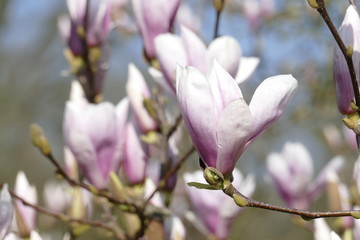Rosa Magnolienblüten auf  Baumzweigen ,Deutschland