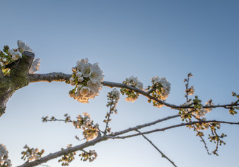 blooming cherry tree