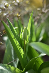 Tulpenknospe (Tulipa)