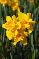 Gelbe Narzissen, Narzissenblüte  (Narcissus Pseudonarcissus)