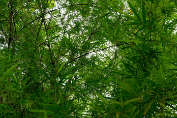 Natural, bright green bamboo.