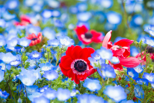 4 367 Best アネモネ Images Stock Photos Vectors Adobe Stock 4 367 Best アネモネ Images Stock Photos Vectors Adobe Stock