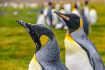 King Penguins on Salisbury Plains
