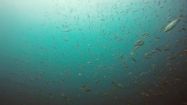 Fischschw&auml;rme im Pazifik