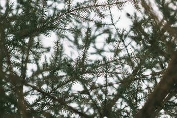 Spruce twigs. Spruce background.  Sharp and focused soft spruce texture.