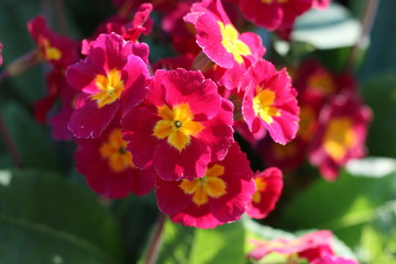 fleurs printanières 