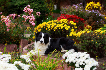 Dog breed Border Collie