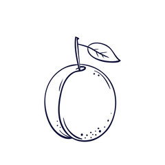 Vector hand drawn plum