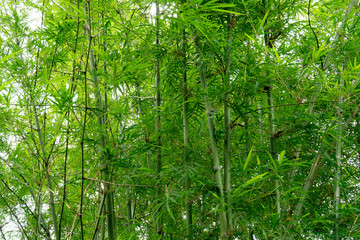 Natural, bright green bamboo.