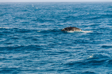 Fototapeta premium Tail fin of a diving southern right whale.
