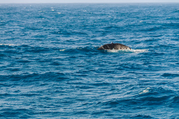 Tail fin of a diving southern right whale.
