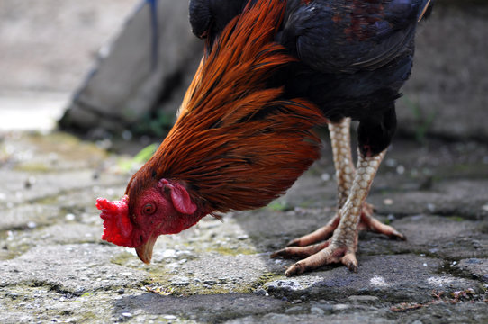 Rooster Image Stock