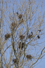 Vogelnester auf einer Baumkrone, Blauer Himmel