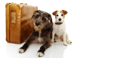 TWO DOGS GOING ON VACATIONS. JACK RUSSELL AND SHEEPDOG NEXT TO A VINTAGE SUITCASE. ISOLATED SHOT AGAINST WHITE BACKGROUND.