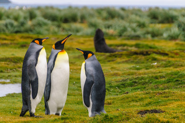 Fototapeta premium King Penguins on Salisbury Plains