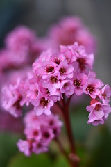 Bergenie (Bergenia) - rosa Blüten