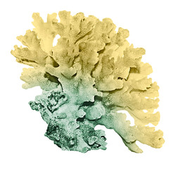 coral isolated on white background © Dmitry