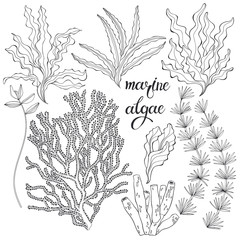 Marine algae. Vector hand-drawn illustration on a white background. Collection of isolated outline elements for design.