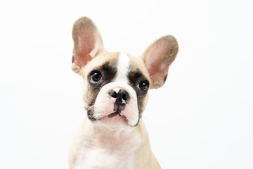 French bulldog.