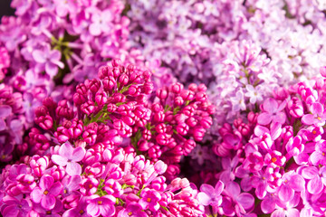 bouquet of lilacs of different colors