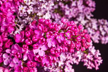 bouquet of lilacs of different colors