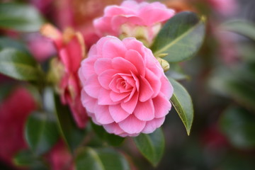 Garten-Kamelie - rosa Blüte