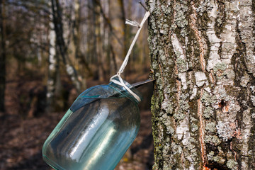 extraction of birch SAP