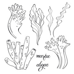 Marine algae. Vector hand-drawn illustration on a white background. Collection of isolated outline elements for design.