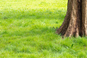 Obraz premium 公園の芝生のイメージ